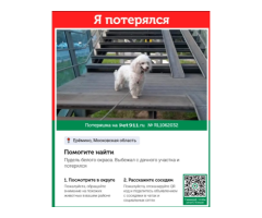 Пропала собака