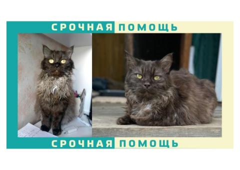 Одинцовский городской пропала серая кошка без породы