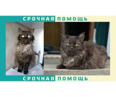 Одинцовский городской пропала серая кошка без породы