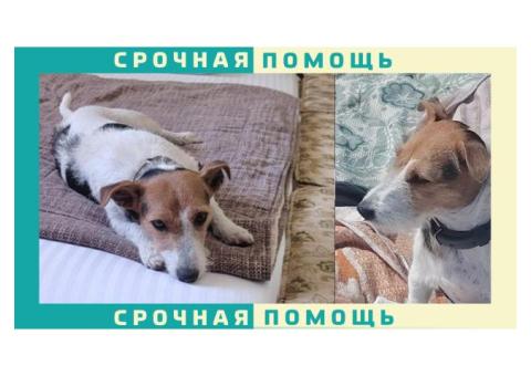 Джек-Рассел пропал в городе Судак