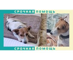 Джек-Рассел пропал в городе Судак