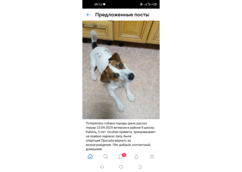 Бердск пропал пёс