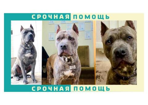 Стаффордширский терьер пропал в Ставропольском крае г. Пятигорск