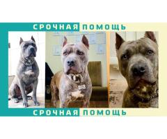 Стаффордширский терьер пропал в Ставропольском крае г. Пятигорск