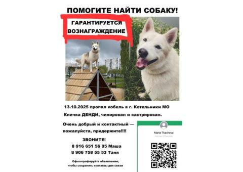 Пропал метис хаски!