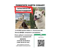 Пропал метис хаски!