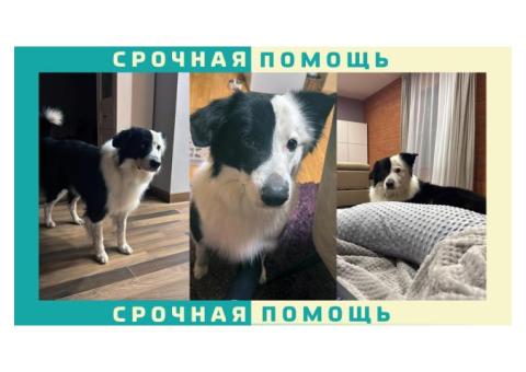 Бордер колли пропала в районе г. Красного