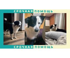 Бордер колли пропала в районе г. Красного