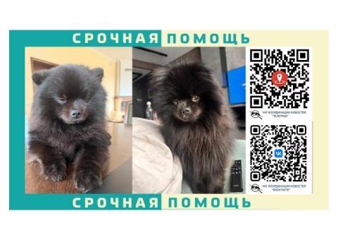 Черный Шпиц пропал в Одинцовском районе п. Горки