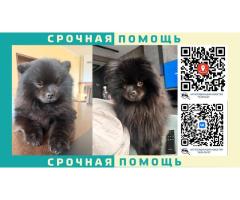 Черный Шпиц пропал в Одинцовском районе п. Горки