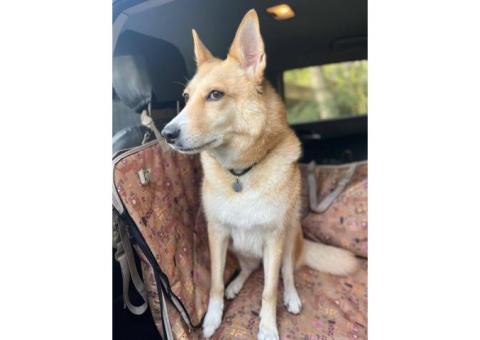 Пропала любимая собака рядом с деревней Голубино