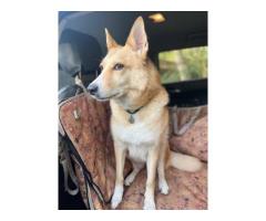 Пропала любимая собака рядом с деревней Голубино