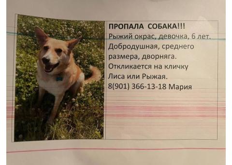 Пропала любимая собака рядом с деревней Голубино