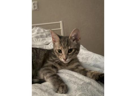 СПб пропала кошка