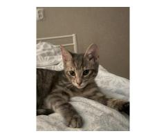 СПб пропала кошка