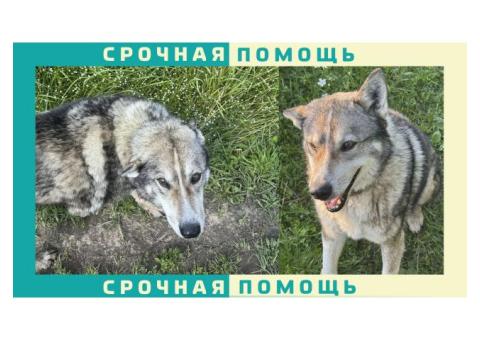 Переславль-Залесский пропала собака без породы