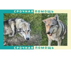 Переславль-Залесский пропала собака без породы