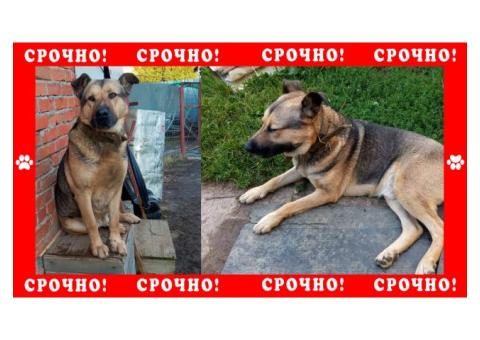 В Чехове пропала собака без породы