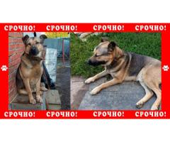 В Чехове пропала собака без породы