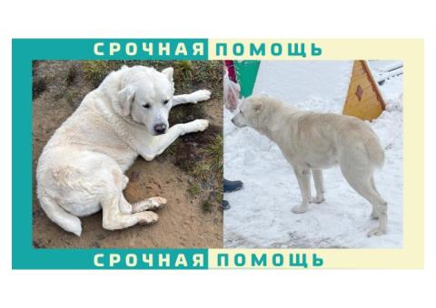 Алабай пропал в Истринском районе