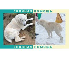 Алабай пропал в Истринском районе