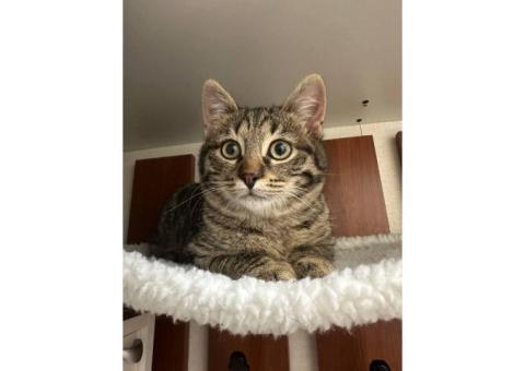 Пропал котенок Бирюлево