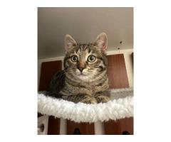 Пропал котенок Бирюлево