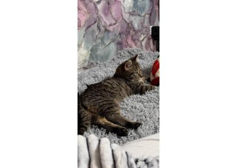 Пропал котенок Бирюлево