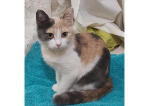 Пропала кошка Мурка, Севастополь