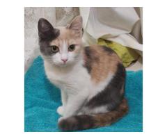 Пропала кошка Мурка, Севастополь