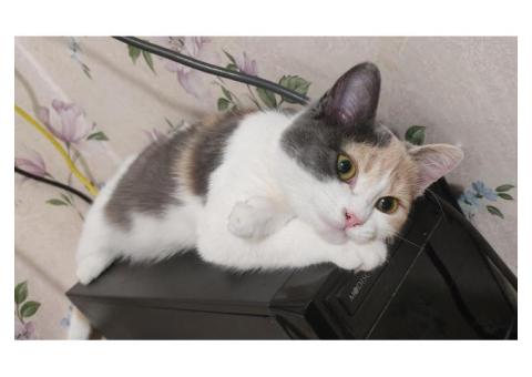 Пропала кошка Мурка, Севастополь