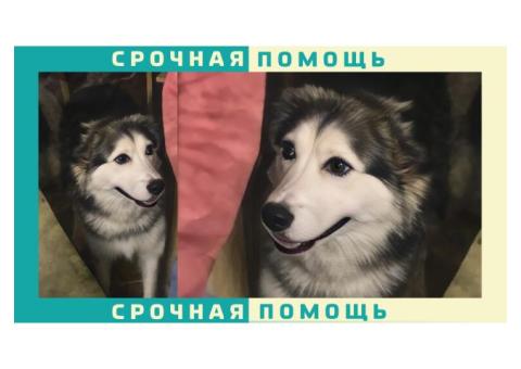 ВДНХ пропала или сбили собаку: кто видел?