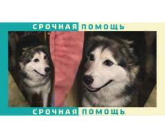 ВДНХ пропала или сбили собаку: кто видел?