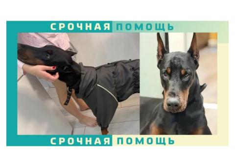 Доберман пропал в Балашихе