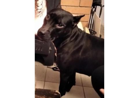 в Меньково Пропала собака