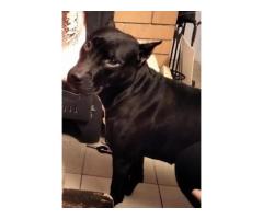 в Меньково Пропала собака