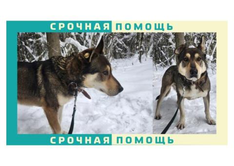 В Клинском районе пропала собака метис | Солнечногорск и Клин