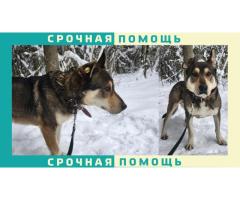 В Клинском районе пропала собака метис | Солнечногорск и Клин