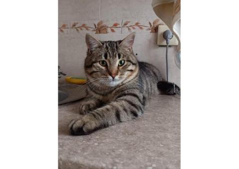 в районе "Скорой помощи" пропал кот по кличке Тосик, сорвался с поводка и убежал.