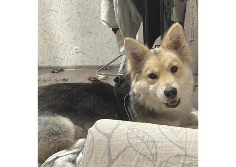 В Уфе, в районе Зубово пропала собака