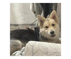 В Уфе, в районе Зубово пропала собака