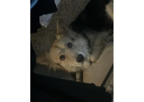 В Уфе, в районе Зубово пропала собака