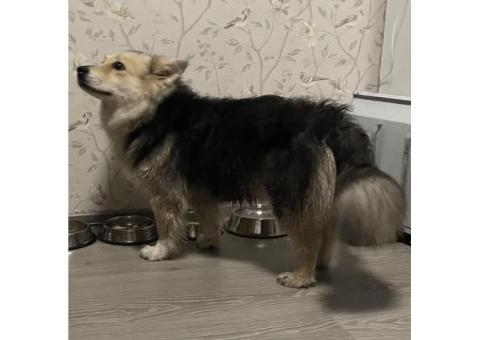 В Уфе, в районе Зубово пропала собака