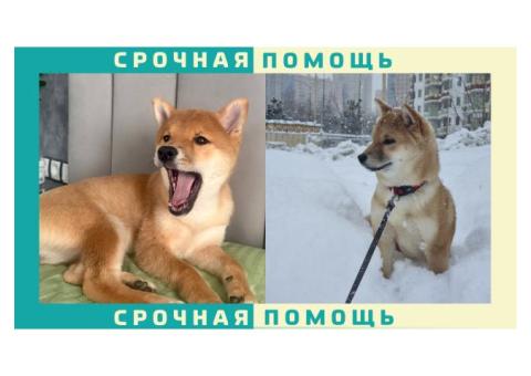 Собака Сиба-Ину пропала в Раменский район, дер. Владимировка