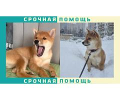 Собака Сиба-Ину пропала в Раменский район, дер. Владимировка