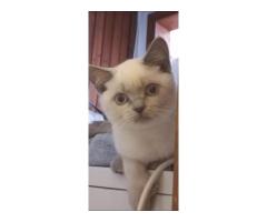 шотландская прямоухая блю поинт