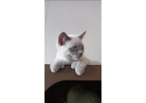 шотландская прямоухая блю поинт