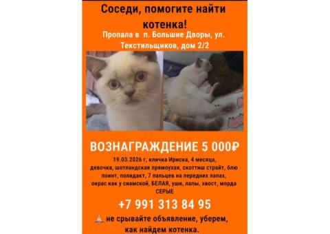 шотландская прямоухая блю поинт