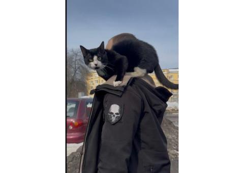 Пропал Кот Паша