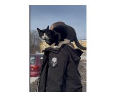 Пропал Кот Паша